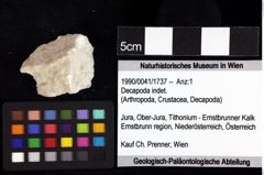 Foto (Objket + Etiketten) von Mesoparapylocheles sp. 